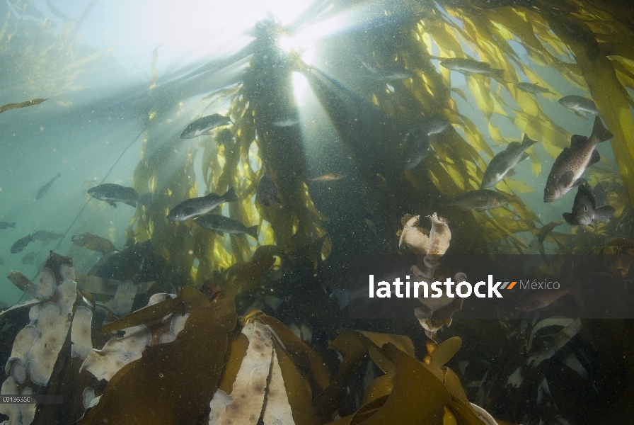 Azul escuela de Rockfish (Sebastes mystinus) bajo el dosel de Toro Kelp (Nereocystis luetkeana), isl