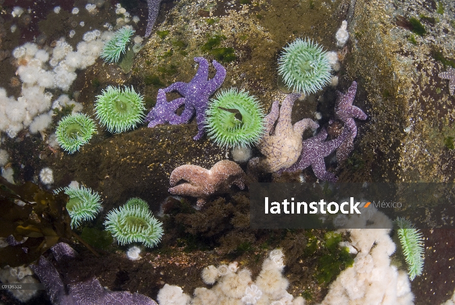 Con grupo de anémona de mar (Metridium senile), anémonas de mar verde gigante (Anthopleura xanthogra