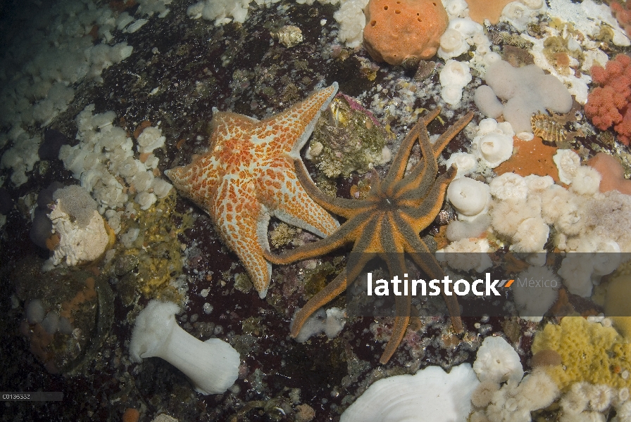 Con grupo de anémona de mar (Metridium senile), estrella de cuero (Dermasterias imbricata) y naranja