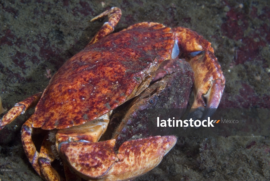 Cangrejo de roca rojo (Cancer productus) par de apareamiento con la hembra con el macho, isla de Van