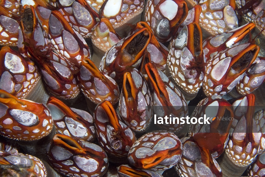 Hoja de Percebe (Pollicipes polymerus), una variación colorida de la Barnacla de cuello de ganso enc