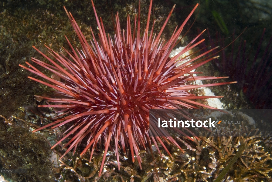 Erizo morado (Strongylocentrotus purpuratus), isla de Vancouver, Columbia Británica, Canadá