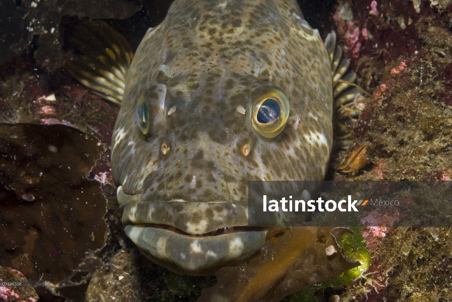 Retrato de bacalao (Ophiodon elongatus), isla de Vancouver, Columbia Británica, Canadá