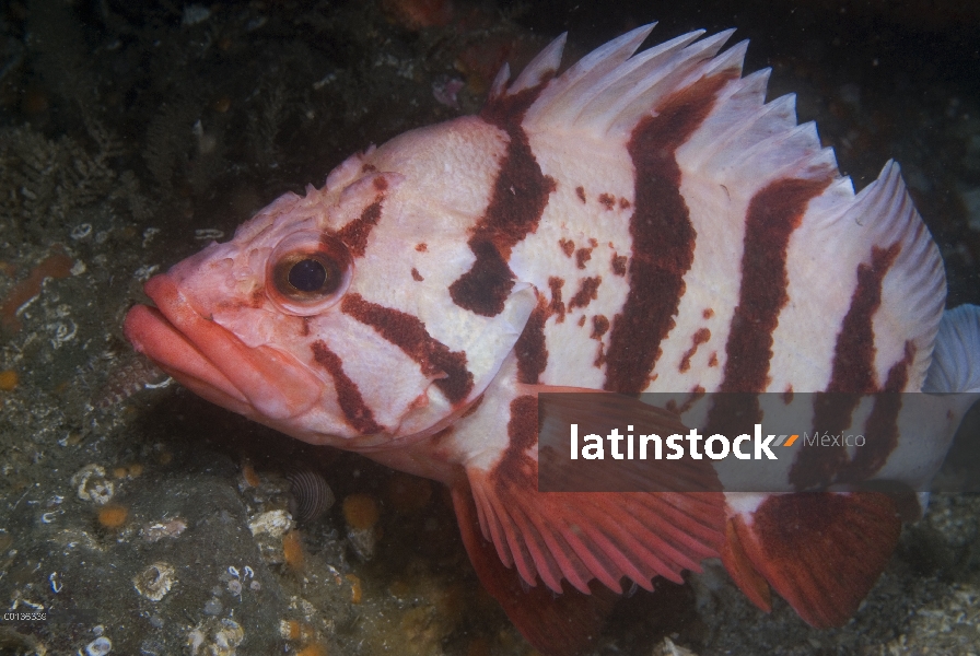 Tigre Rockfish (Sebastes nigrocinctus), isla de Vancouver, Columbia Británica, Canadá