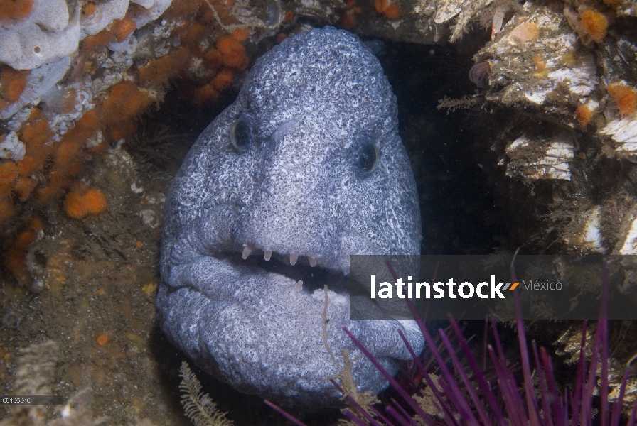 Anguila del lobo (Anarrhichthys ocellatus) en grieta, isla de Vancouver, Columbia Británica, Canadá