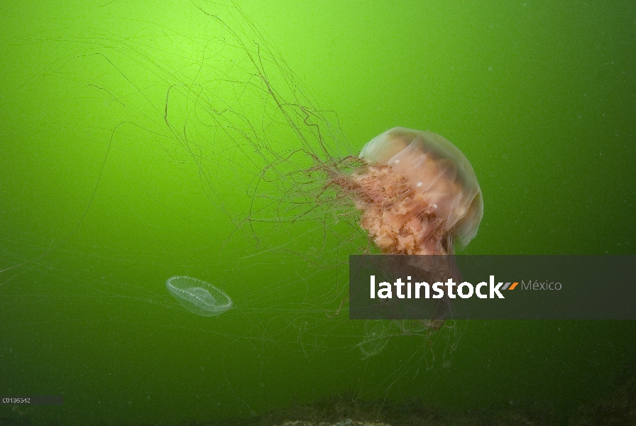 Campana de Medusa melena (Cyanea capillata) del león puede alcanzar tres metros de diámetro y pesan 