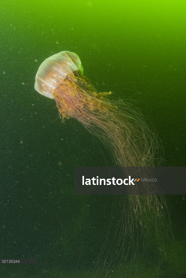 Medusas de León melena (Cyanea capillata), isla de Vancouver, Columbia Británica, Canadá