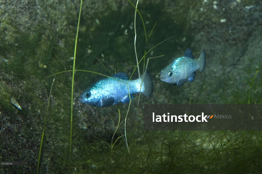 Desierto (Cyprinodon macularius) los cachorritos par, Museo del desierto Arizona-Sonora, Tucson, Ari