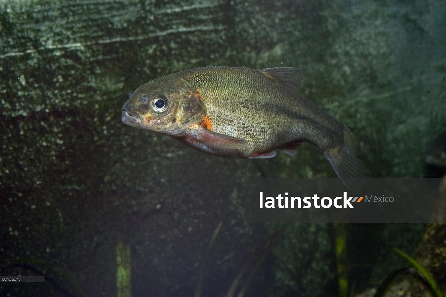 Carpa sonorense (Gila ditaenia) natación, Museo del desierto Arizona-Sonora, Tucson, Arizona