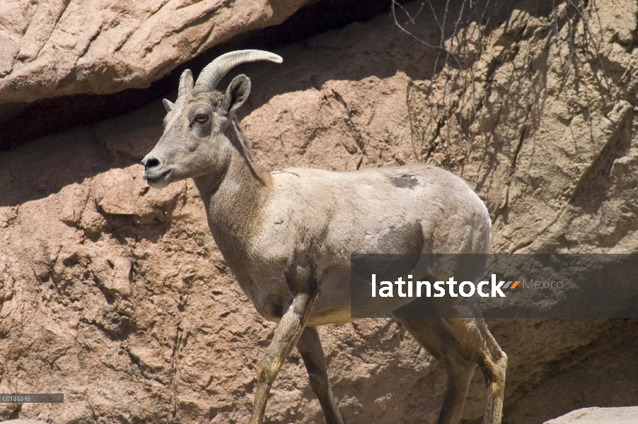 Bighorn ovejas (Ovis canadensis) oveja, Museo del desierto Arizona-Sonora, Tucson, Arizona