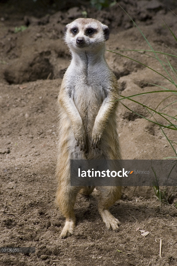 Suricata (Suricata suricatta) pararse a mirar hacia fuera para el peligro, zoológico de San Diego, C