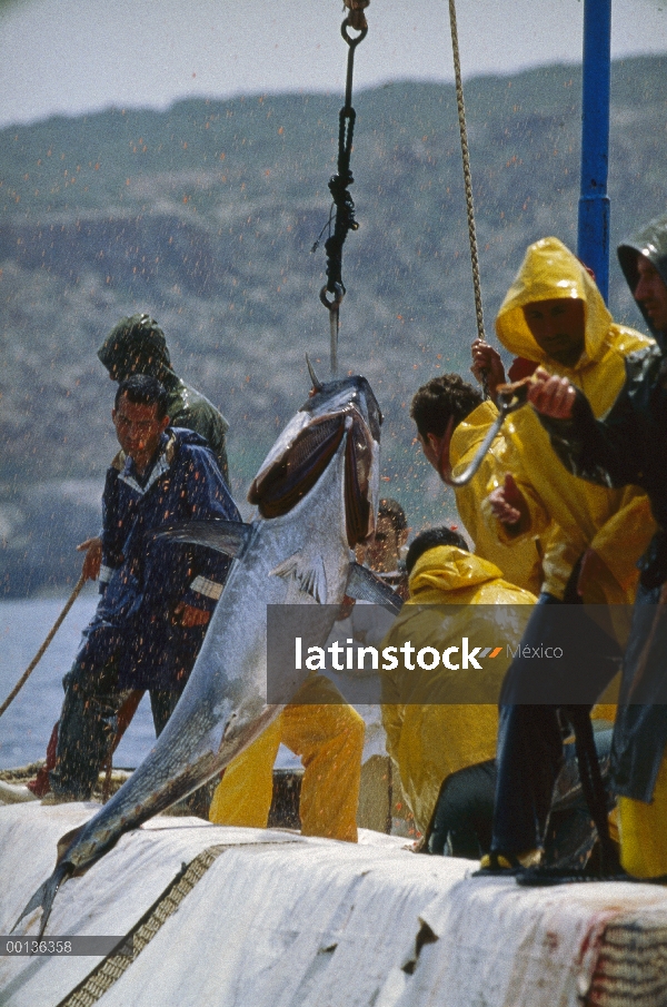 Atún rojo Atlántico (Thunnus thynnus) se retiró de la red con el gancho, Cerdeña, Italia