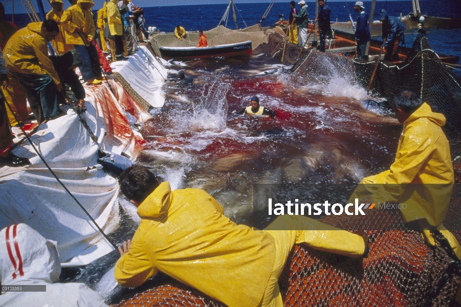 Atún rojo Atlántico (Thunnus thynnus) se retiró de la red con el gancho, Cerdeña, Italia