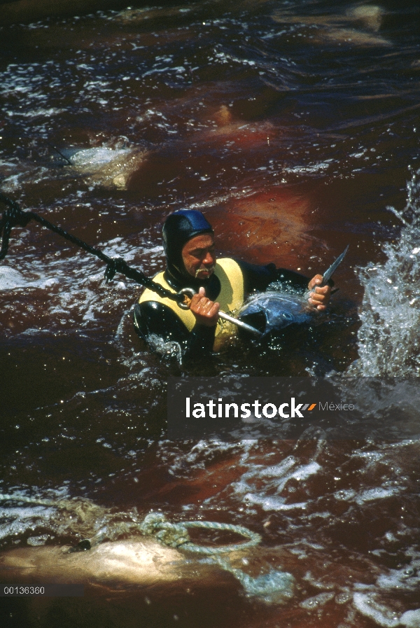 Mattanza de atún rojo Atlántico (Thunnus thynnus), que es la cosecha anual de atún en Cerdeña, aquí 