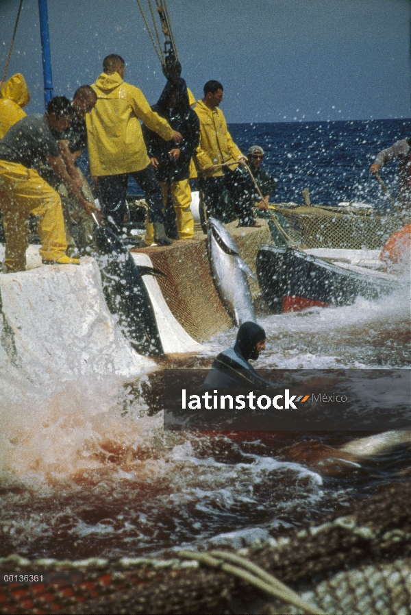 Atún rojo Atlántico (Thunnus thynnus) se retiró de la red con el gancho, Cerdeña, Italia