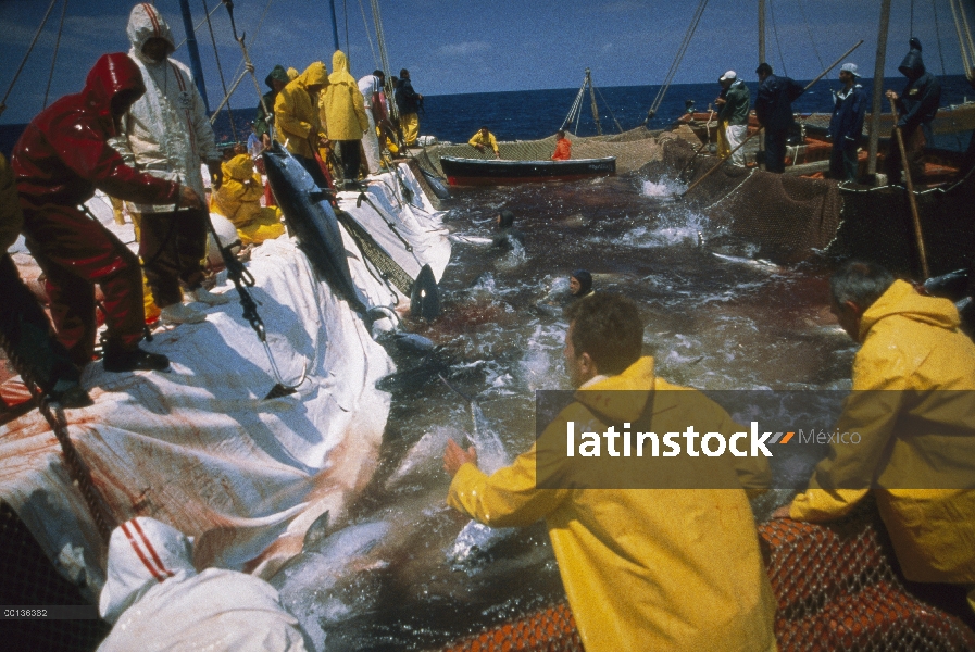 Atún rojo Atlántico (Thunnus thynnus) se retiró de la red con el gancho, Cerdeña, Italia