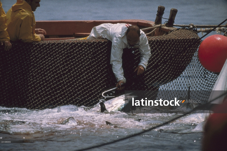 Atún rojo Atlántico (Thunnus thynnus) se retiró de la red con el gancho, Cerdeña, Italia