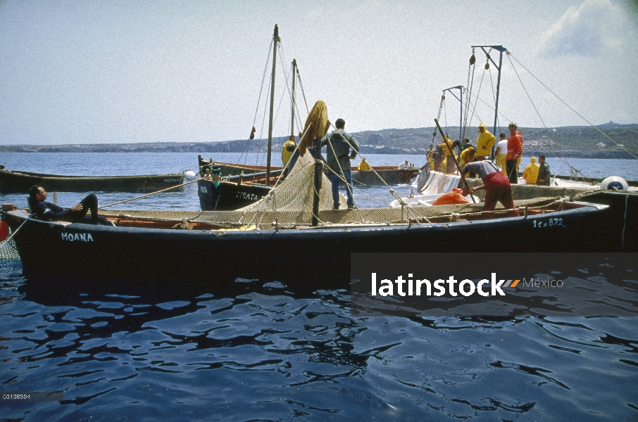 Mattanza de atún rojo Atlántico (Thunnus thynnus), que es la cosecha anual de atún en Cerdeña, Cerde