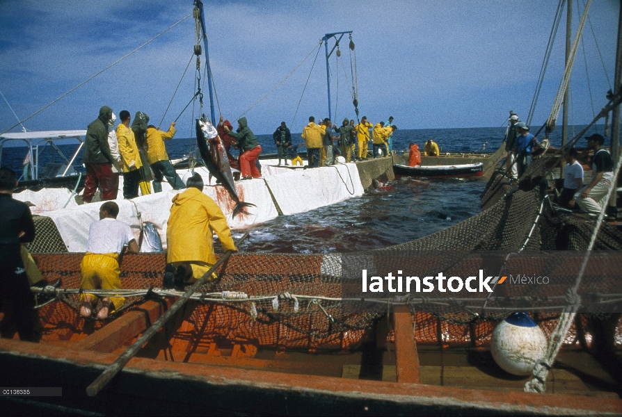 Atún rojo Atlántico (Thunnus thynnus) se retiró de la red con el gancho, Cerdeña, Italia