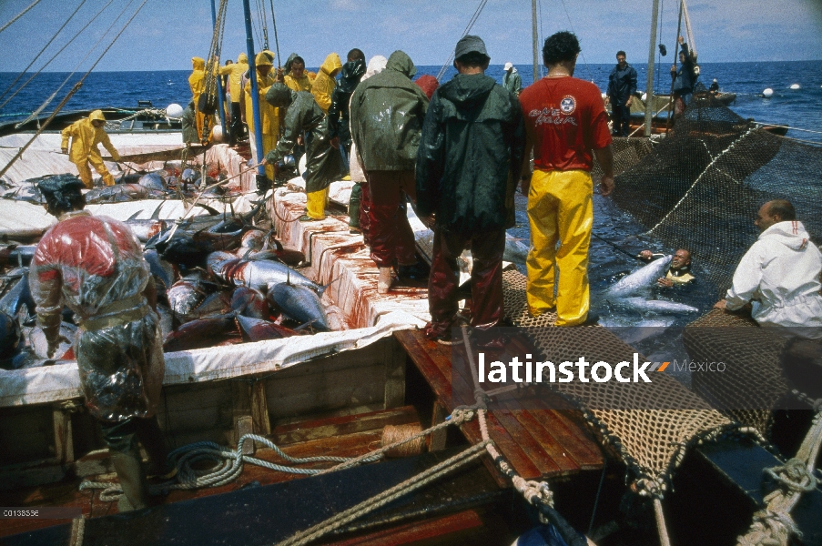 Atún rojo Atlántico (Thunnus thynnus) se retiró de la red con el gancho, Cerdeña, Italia