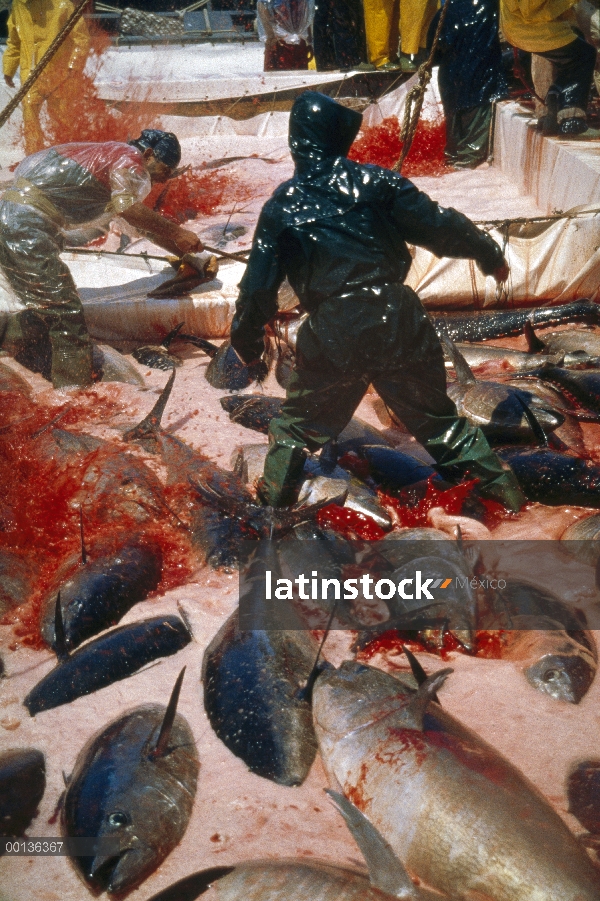 Corte de atún rojo Atlántico (Thunnus thynnus) que los vasos sanguíneos para matarlos, Cerdeña, Ital