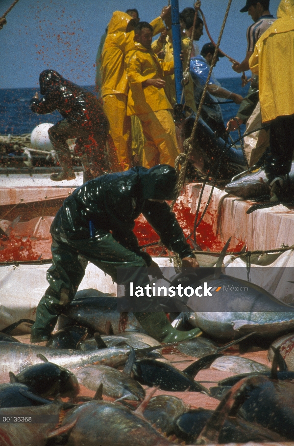 Corte de atún rojo Atlántico (Thunnus thynnus) que los vasos sanguíneos para matarlos, Cerdeña, Ital