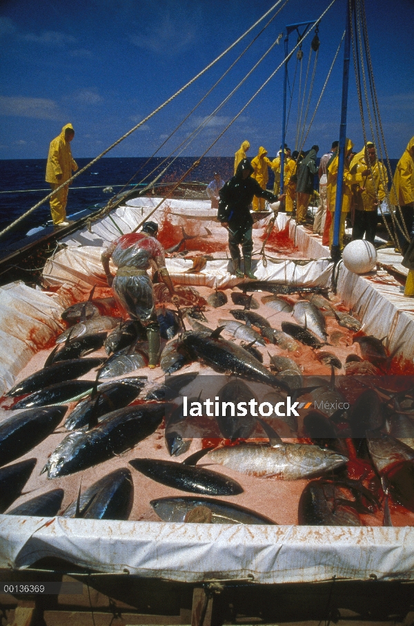 Corte de atún rojo Atlántico (Thunnus thynnus) que los vasos sanguíneos para matarlos, Cerdeña, Ital