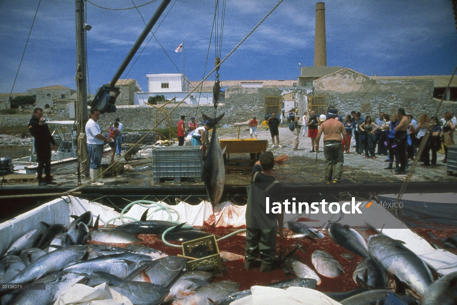 Atún rojo del Atlántico (Thunnus thynnus) se tiran fuera de red con el gancho, Cerdeña, Italia