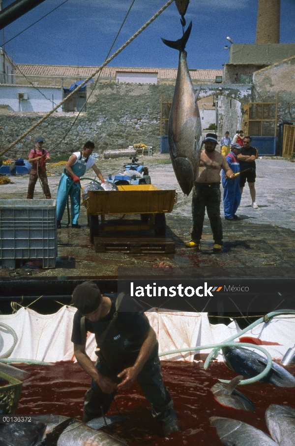 Atún rojo del Atlántico (Thunnus thynnus) se tiran fuera de red con el gancho, Cerdeña, Italia