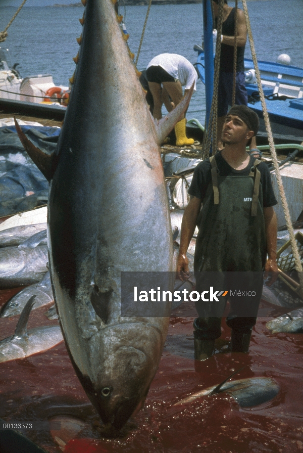 Atún rojo Atlántico (Thunnus thynnus) se retiró de la red con el gancho, Cerdeña, Italia