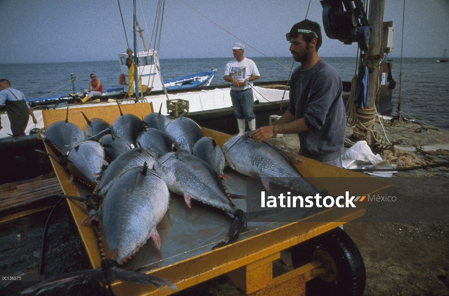 Capturas de atún rojo Atlántico (Thunnus thynnus) en carro, Cerdeña, Italia