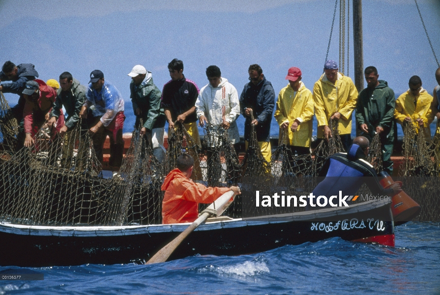 Cosecha de atún rojo Atlántico (Thunnus thynnus) con hombres tirando hacia arriba de la red, Cerdeña