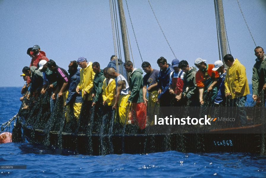 Cosecha de atún rojo Atlántico (Thunnus thynnus) con hombres tirando hacia arriba de la red, Cerdeña