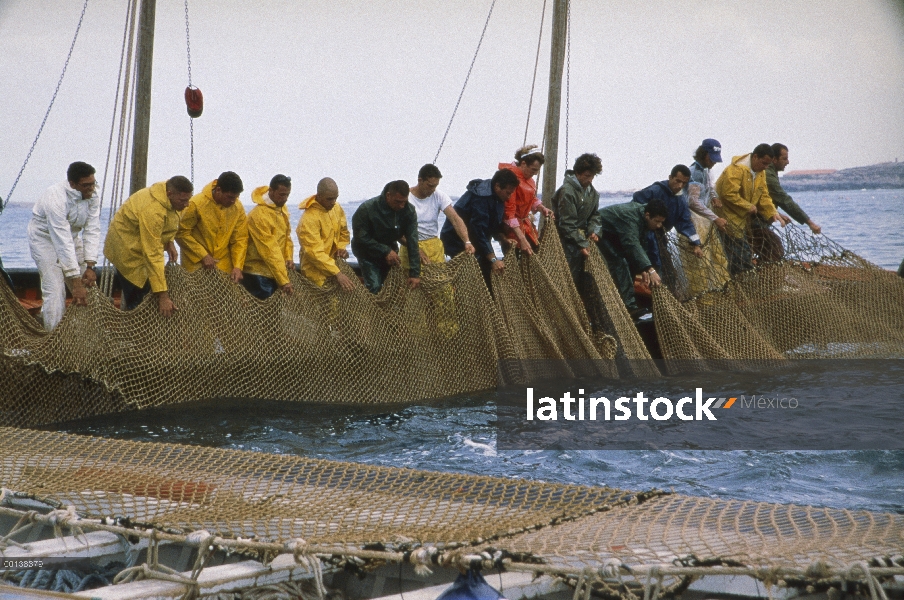 Cosecha de atún rojo Atlántico (Thunnus thynnus) con hombres tirando hacia arriba de la red, Cerdeña