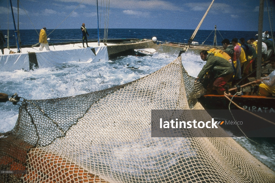 Mattanza de atún rojo Atlántico (Thunnus thynnus), que es la cosecha anual de atún en Cerdeña, pesca