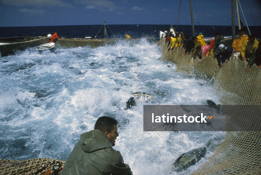 Mattanza de atún rojo Atlántico (Thunnus thynnus), que es la cosecha anual de atún en Cerdeña, pesca