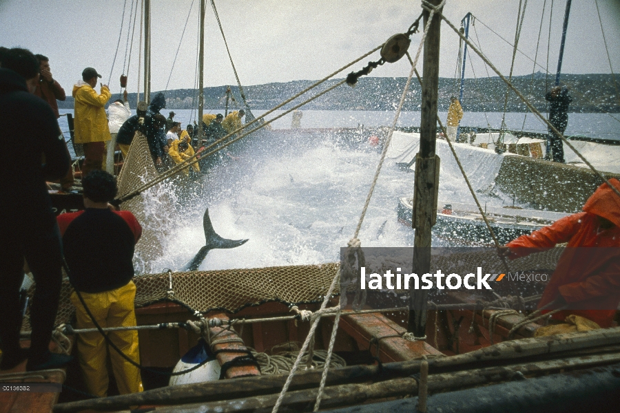 Mattanza de atún rojo Atlántico (Thunnus thynnus), que es la cosecha anual de atún en Cerdeña, pesca