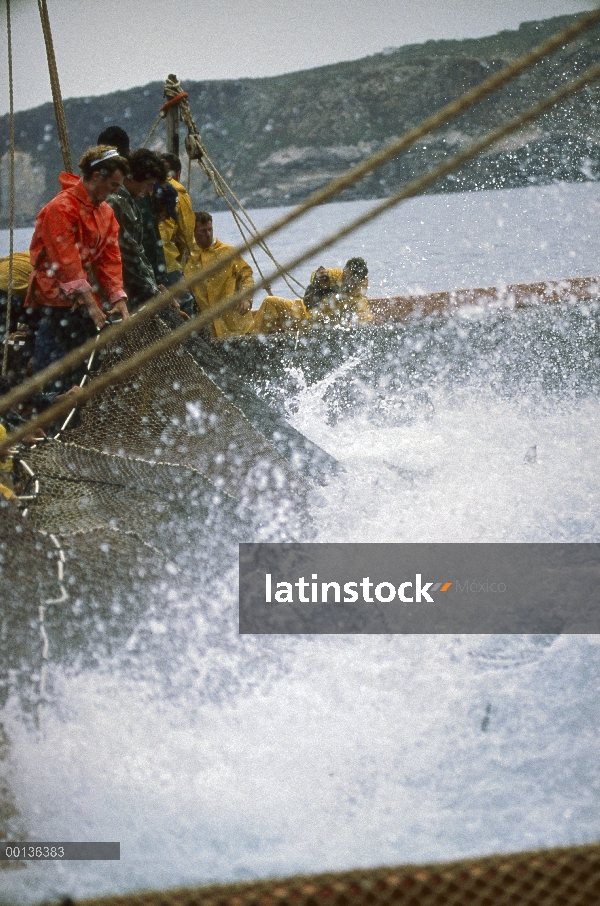 Mattanza de atún rojo Atlántico (Thunnus thynnus), que es la cosecha anual de atún en Cerdeña, pesca