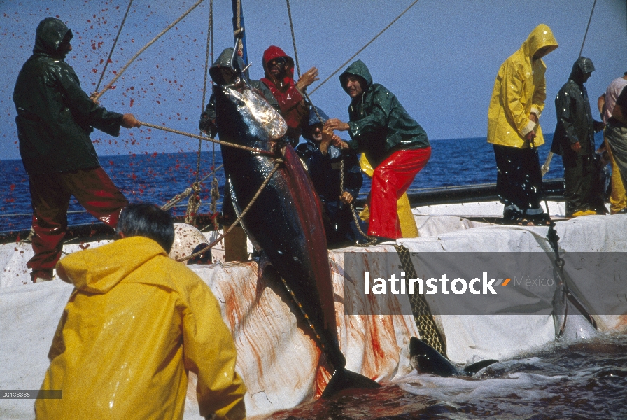 Atún rojo Atlántico (Thunnus thynnus) se retiró de la red con el gancho, Cerdeña, Italia