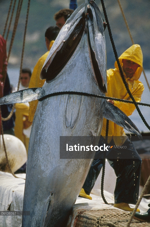 Atún rojo Atlántico (Thunnus thynnus) se retiró de la red con el gancho, Cerdeña, Italia