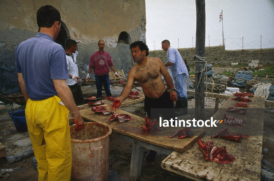 Piezas de atún rojo Atlántico (Thunnus thynnus) repartieron entre los pescadores después de la cosec