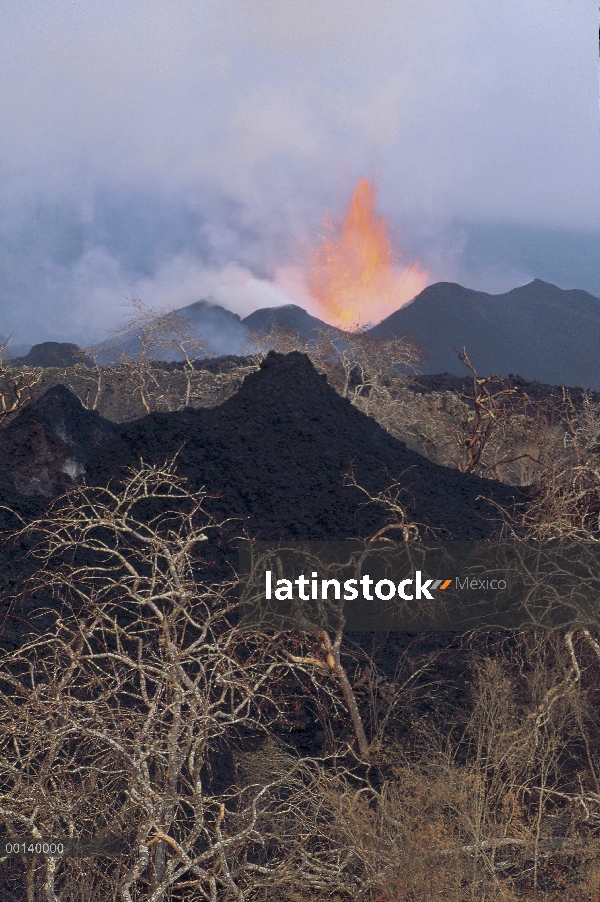 Erupción volcánica, nuevo Gore conos en cráter de vegetación con una fuente de lava de fisura radial