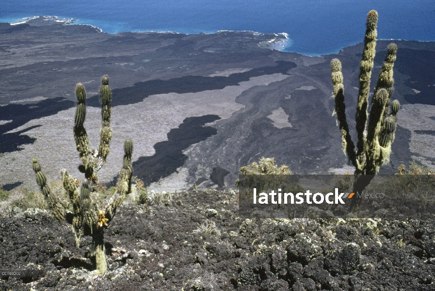 Cactus (Jasminocereus sp) en el empinado flanco oriental del volcán Wolf, que es rayado con reciente