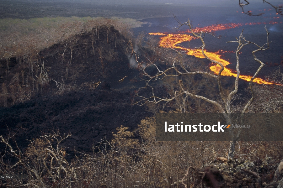 Lava que fluye alrededor del flanco del volcán de escudo anteriormente vegetadas quemaduras árboles,