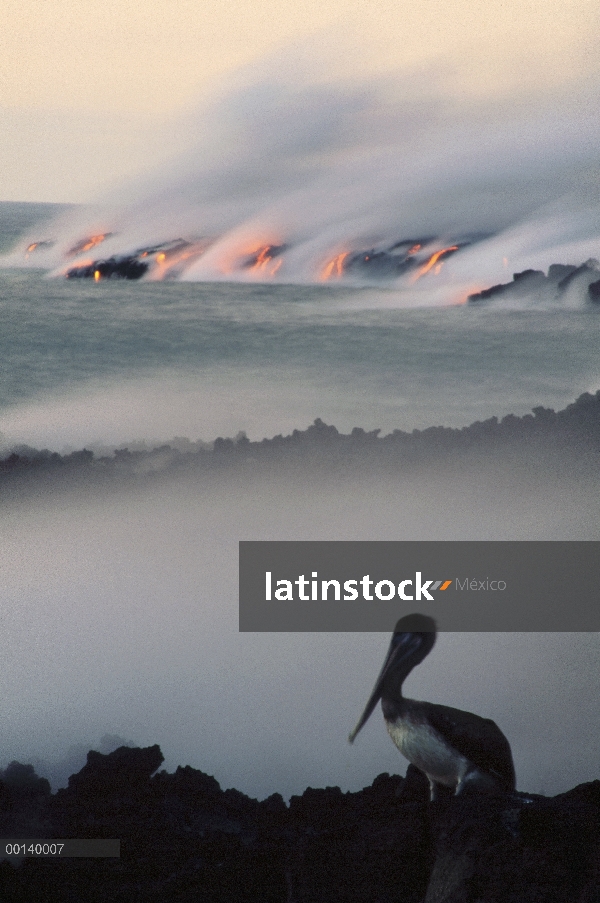 Pelícano Pardo (Pelecanus occidentalis) bandadas al atardecer por un flujo de lava entrando en el ma