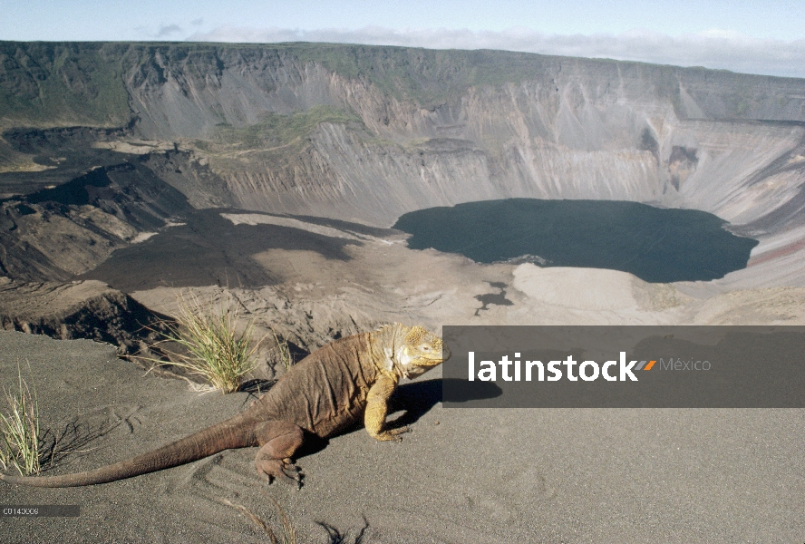 Iguana de terrestre de Galápagos (Conolophus subcristatus) con vistas a 1, 000 metros caldera profun