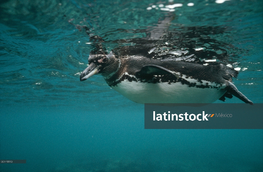 Pingüino de Galápagos (Spheniscus mendiculus) bajo el agua en la alimentación de incursión en aguas 