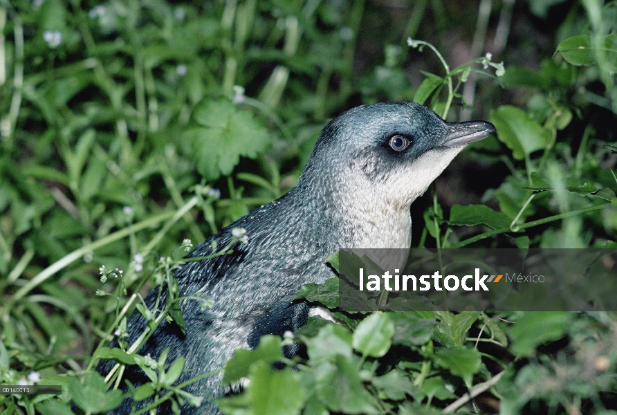 Poco fuera izado pingüino azul (Eudyptula minor) en la noche en el bosque profundo, Golden Bay, Nuev