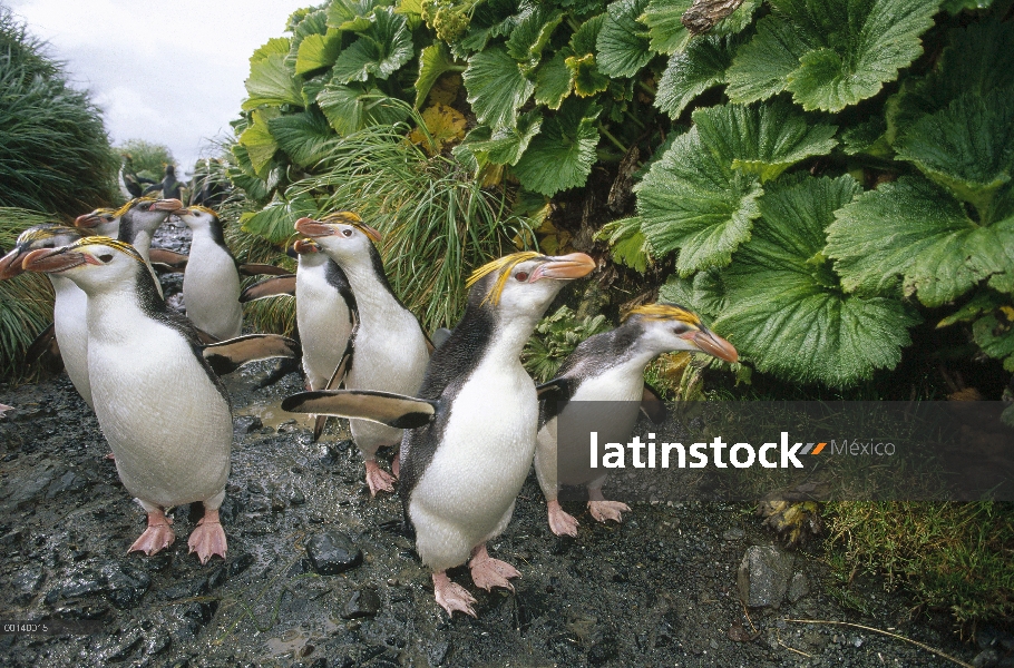 Grupo real de pingüino (Eudyptes schlegeli) caminando a Colonia más allá de la isla de Macquarie col