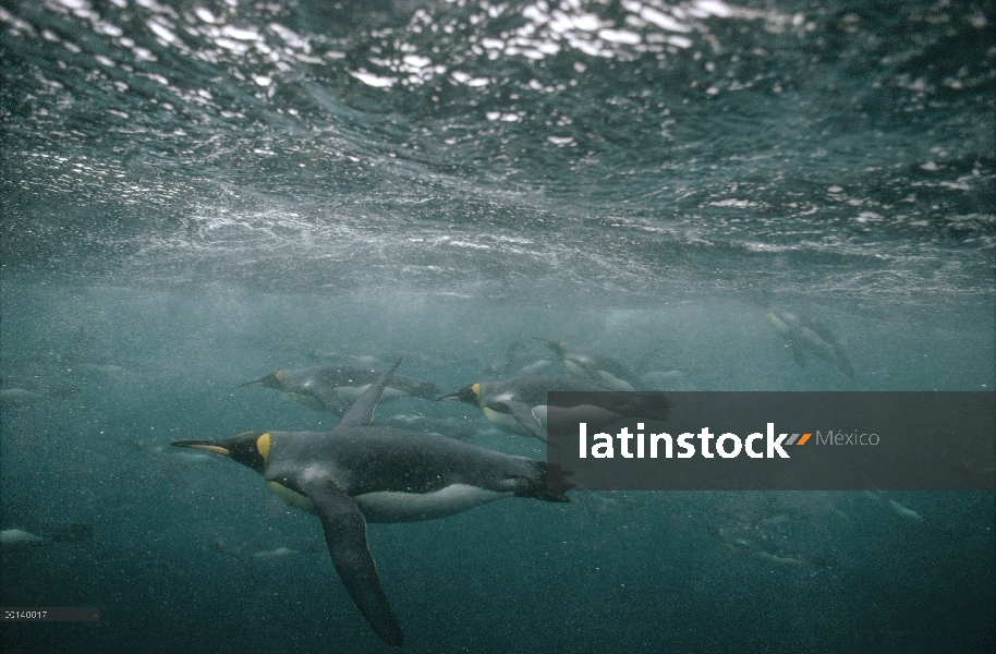 Grupo del pingüino rey (Aptenodytes patagonicus) offshore de natación bajo el agua de cría sub Antár